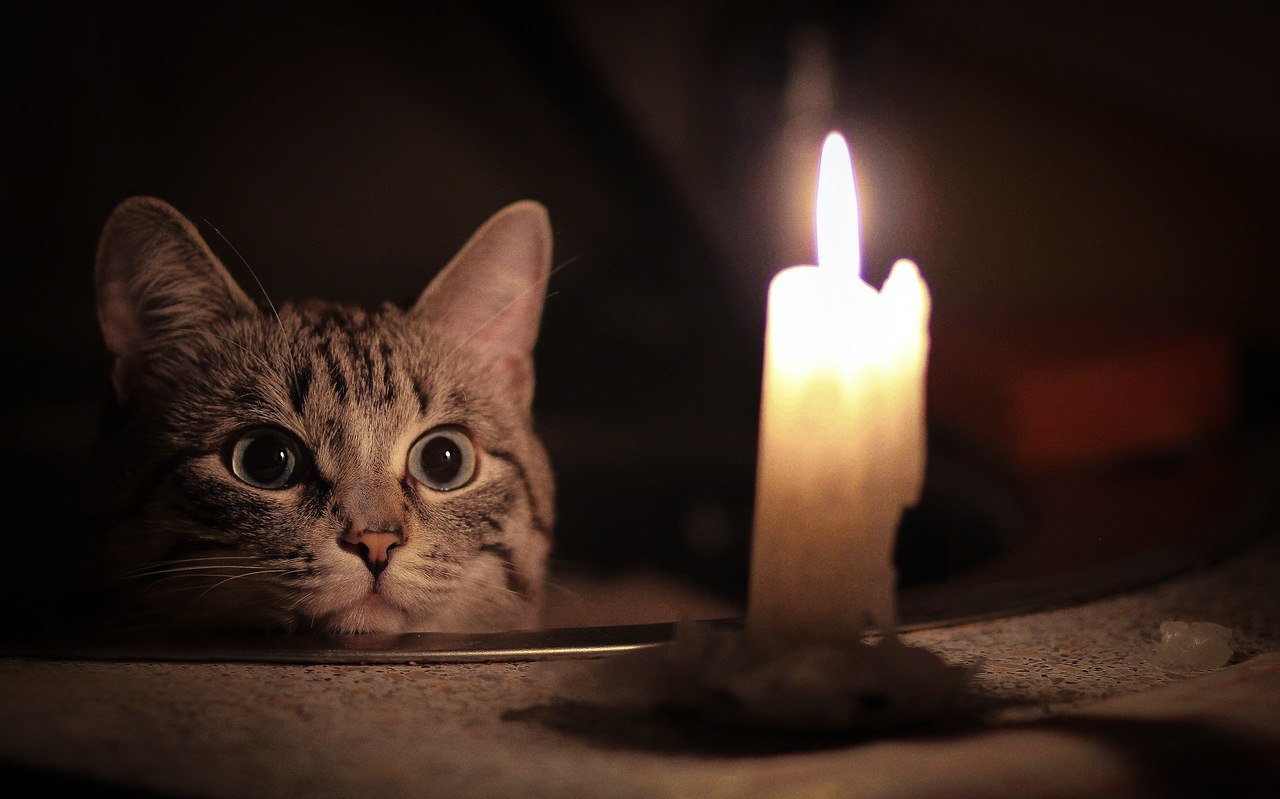 Кот и свечи