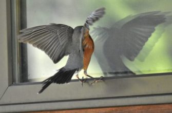 Птичка бьется в окно