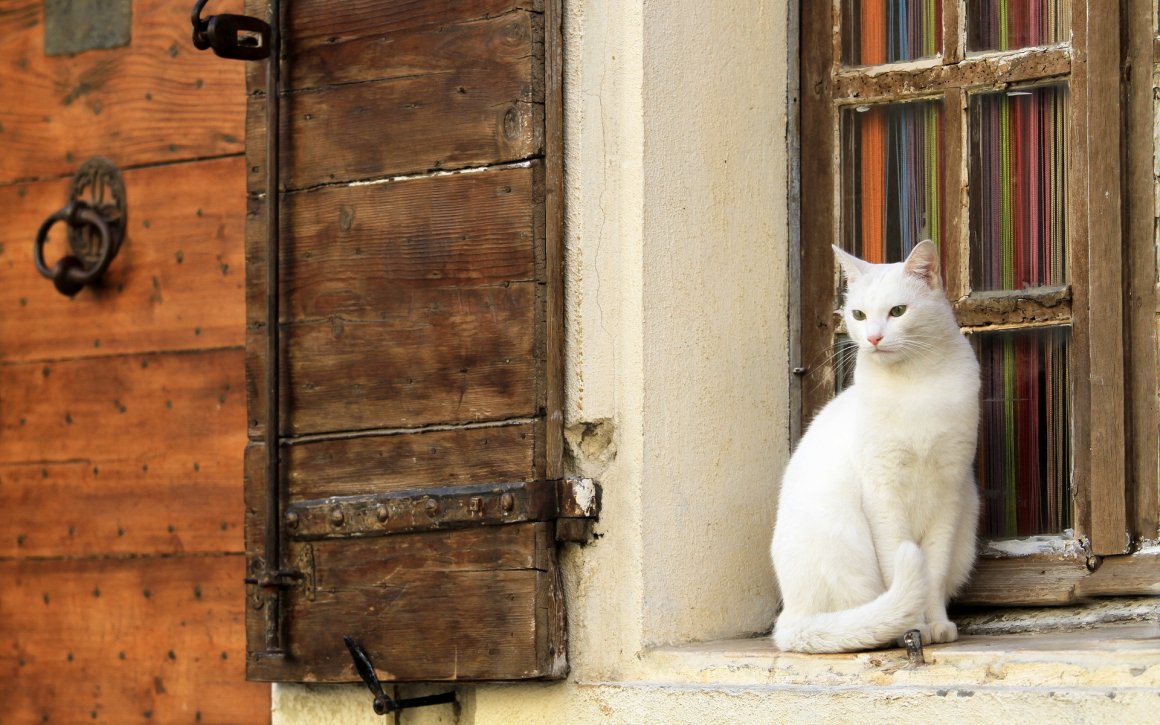 Белый кот на пороге дома