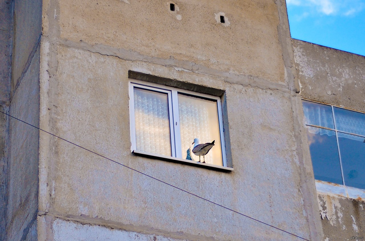 Чайка за окном квартиры