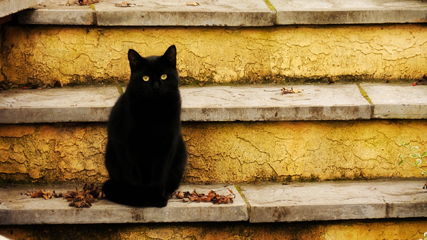 Черный кот на ступенях