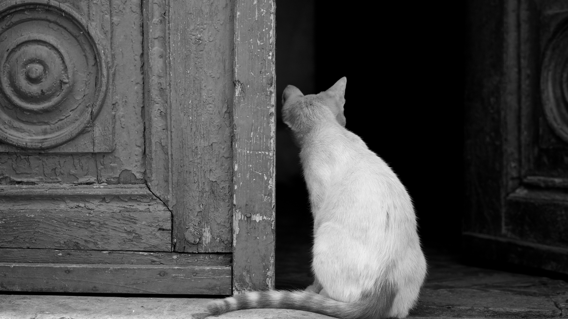 Кот возле двери