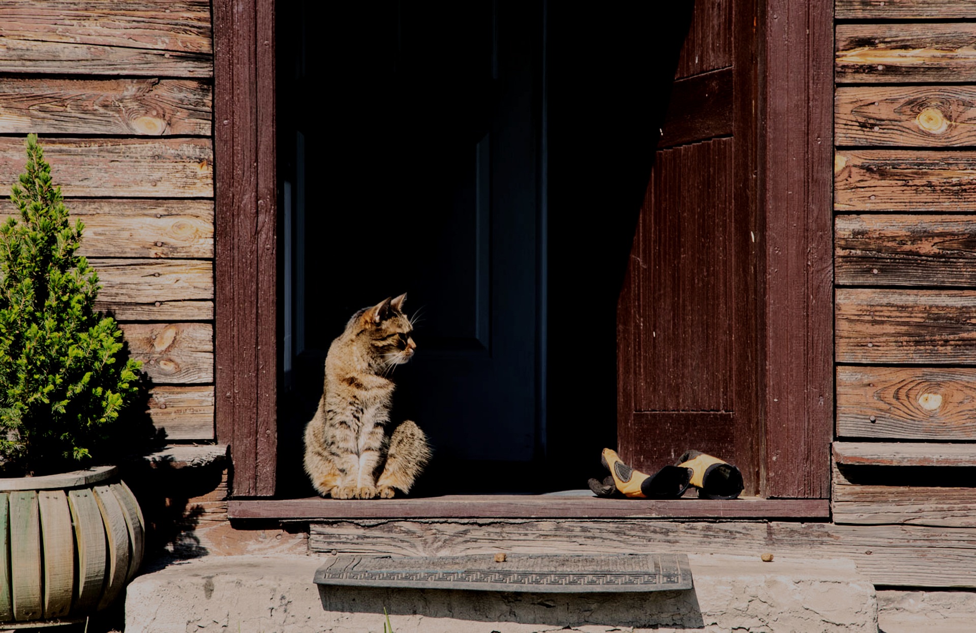 Кот на пороге деревянного дома
