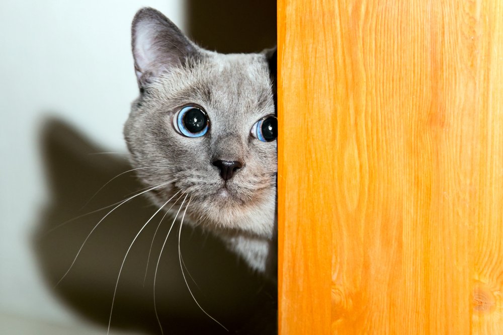 Кот выглядывает из-за двери