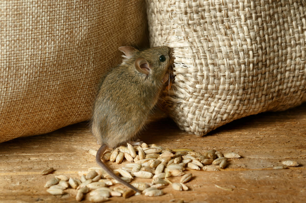 Мышь ест зерно из мешка