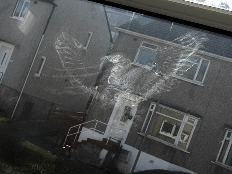 Отпечаток тела птицы на окне после удара