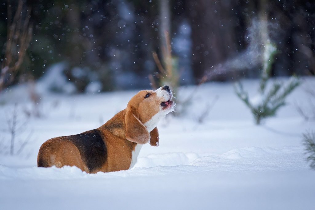 Собака лает зима