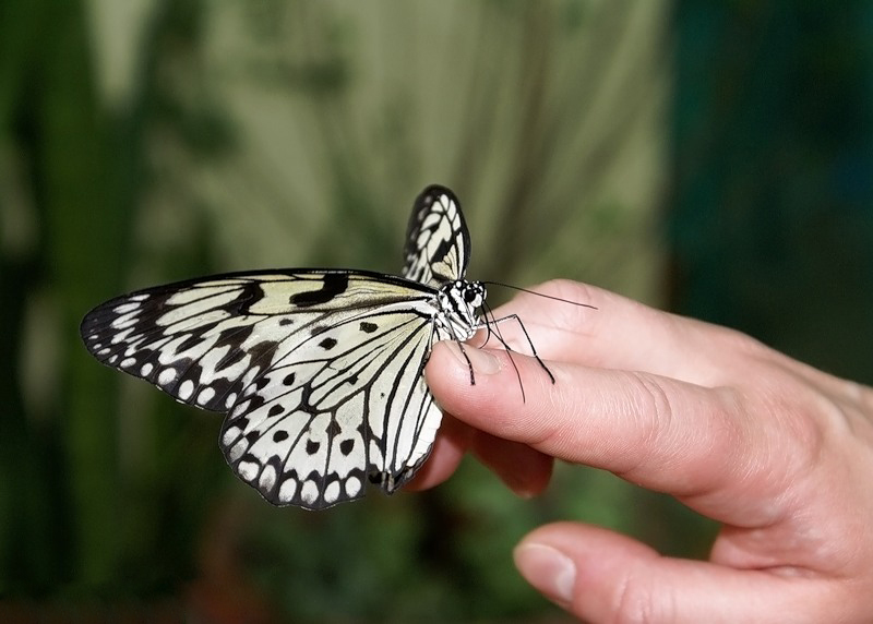 Живая бабочка на руке