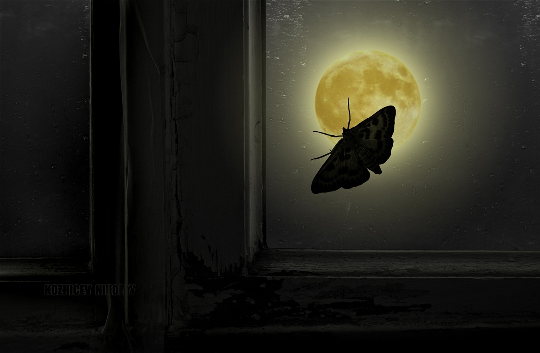 Бабочка на окне ночью