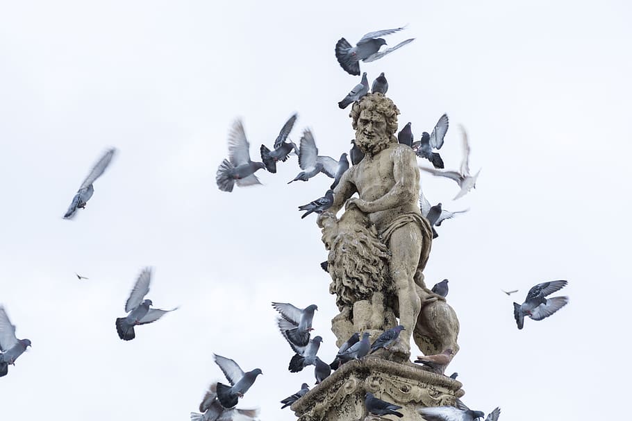 Птицы над памятников