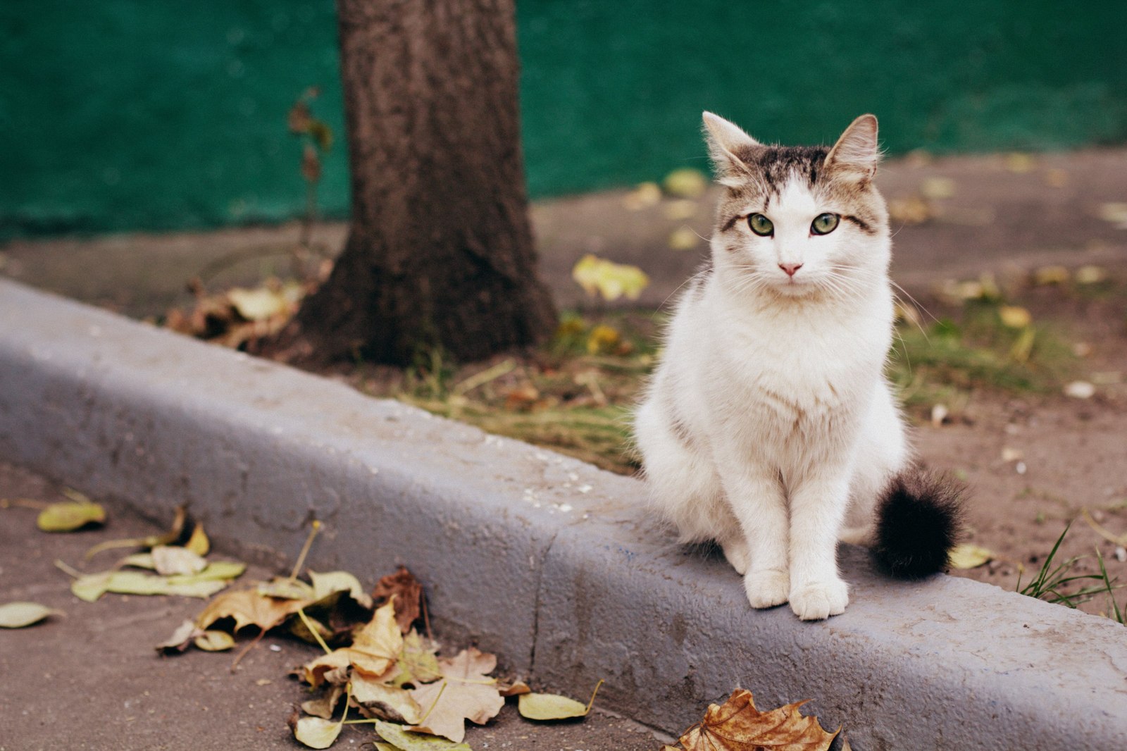 кошка уличная