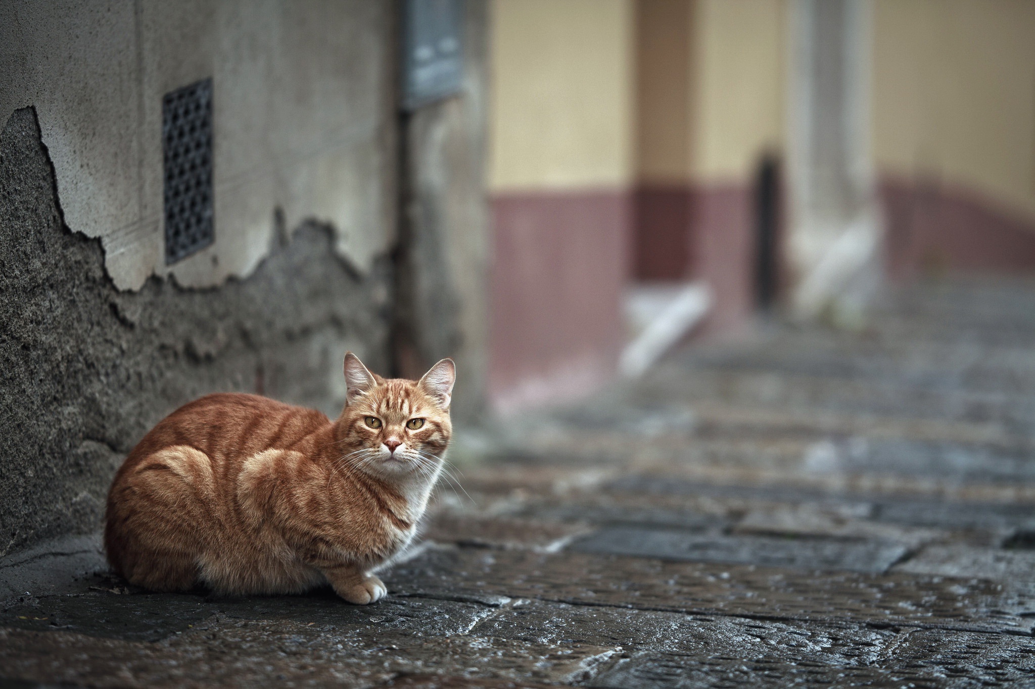 кошка уличная