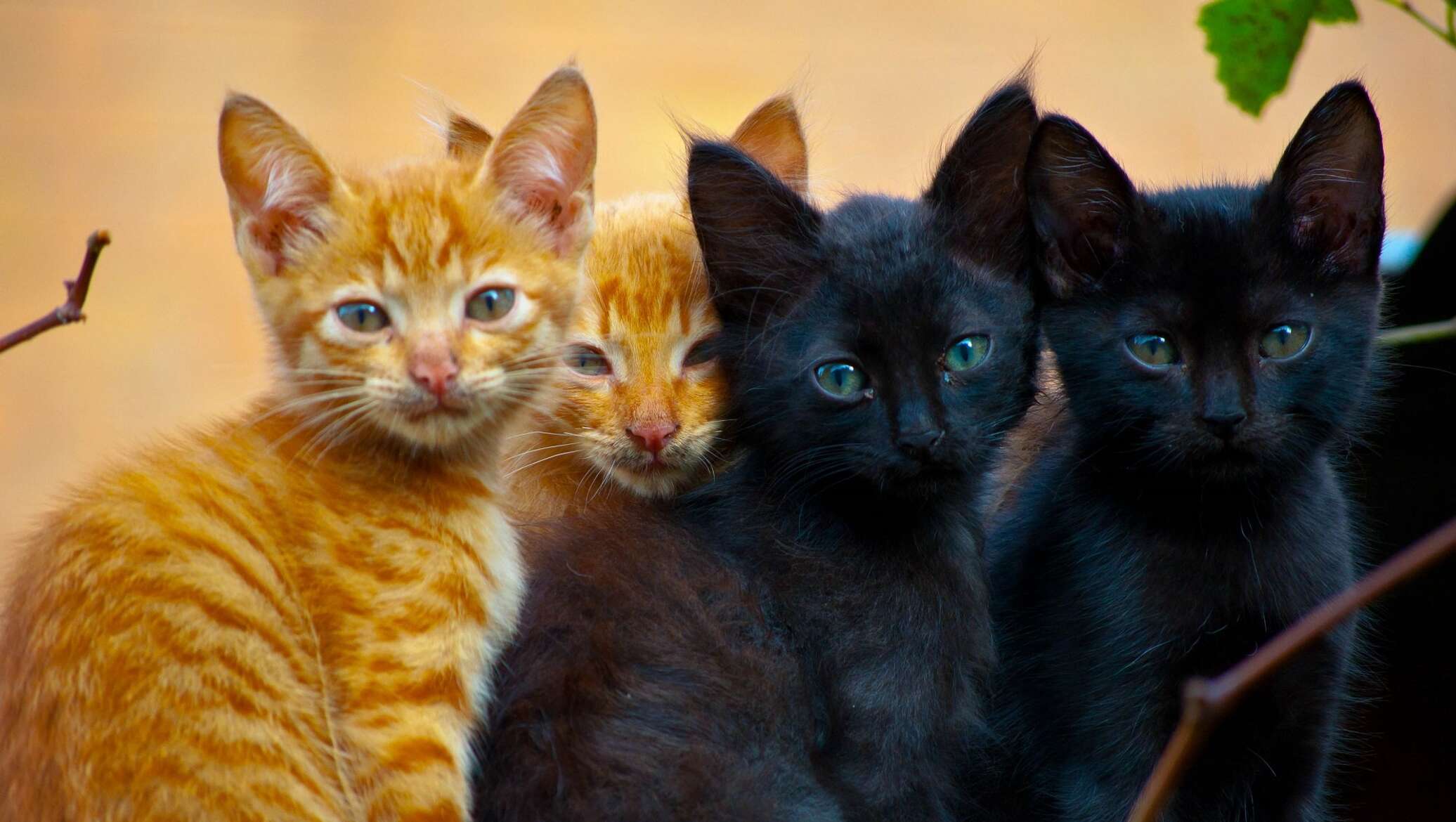 кошки разных цветов